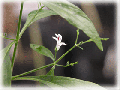 announcement:articles:2009_articles:2009_07_29_fathalai:2009_07_29_fathalai_1.gif