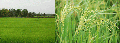 announcement:articles:2009_articles:2009_08_11_cadmium:2009_08_11_cadmium_1.gif
