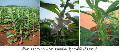 announcement:articles:2010_articles:2010_05_04_sesame:2010_05_04_sesame_2.gif