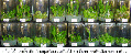 announcement:articles:2010_articles:2010_05_06_orchid:2010_05_06_orchid_3.gif
