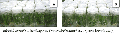announcement:articles:2010_articles:2010_05_06_orchid:2010_05_06_orchid_4.gif