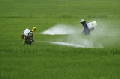 lab:environmental_toxicology:pesticide.gif