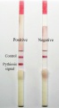 lab:immunology:res_act:ic_strip_tested_pythiosis_copy.jpg