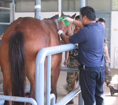 immunization_of_horse.jpg
