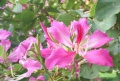 lab:natural_products:res_act:ชงโค.jpg