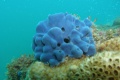 lab:natural_products:res_act:marine.jpg