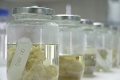 lab:natural_products:res_act:material_prep8_s.jpg