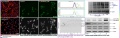 lab:pharmacology:environment_last_new_ok_2013.pptx.jpg