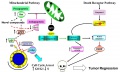 lab:pharmacology:res_act:apoptosis_and_cell_cycle.jpg