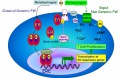 lab:pharmacology:res_act:er_signal_pw.jpg