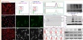 lab:pharmacology:res_act:p13.jpg