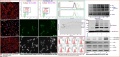 lab:pharmacology:res_act:p15.jpg