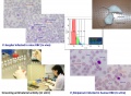 lab:pharmacology:res_act:p16.jpg