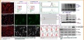 lab:pharmacology:res_act:p3_2.jpg