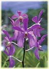 ab_off_sp_orchid3.jpg