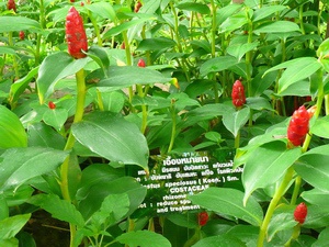 wanarom_garden61_s.jpg