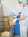 stock_photo:labs:animal:activities:bedding_prep:bedding_prep3_o.jpg