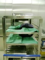 stock_photo:labs:animal:activities:cage_washing:cage_washing1_s.jpg