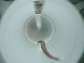stock_photo:labs:animal:facility:test_unit:test_unit7_l.jpg