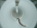 stock_photo:labs:animal:facility:test_unit:test_unit7_o.jpg