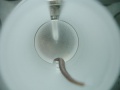 stock_photo:labs:animal:facility:test_unit:test_unit7_s.jpg