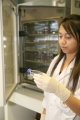 stock_photo:labs:biochem:activities:cell_culture:cell_culture7_o.jpg