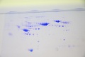 stock_photo:labs:biochem:activities:electrophoresis:electrophoresis8_o.jpg