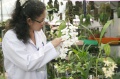 stock_photo:labs:biotech:activities:culture_unit:greenhouse:greenhouse10_l.jpg