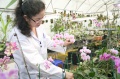 stock_photo:labs:biotech:activities:culture_unit:greenhouse:greenhouse11_l.jpg
