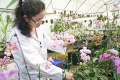 stock_photo:labs:biotech:activities:culture_unit:greenhouse:greenhouse11_s.jpg