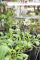stock_photo:labs:biotech:activities:culture_unit:greenhouse:greenhouse1_l.jpg
