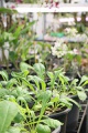 stock_photo:labs:biotech:activities:culture_unit:greenhouse:greenhouse1_s.jpg