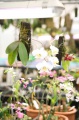 stock_photo:labs:biotech:activities:culture_unit:greenhouse:greenhouse2_l.jpg