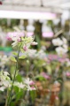 stock_photo:labs:biotech:activities:culture_unit:greenhouse:greenhouse3_l.jpg