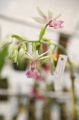 stock_photo:labs:biotech:activities:culture_unit:greenhouse:greenhouse4_l.jpg