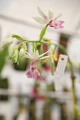 stock_photo:labs:biotech:activities:culture_unit:greenhouse:greenhouse4_s.jpg