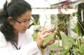 stock_photo:labs:biotech:activities:culture_unit:greenhouse:greenhouse5_l.jpg