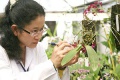 stock_photo:labs:biotech:activities:culture_unit:greenhouse:greenhouse5_s.jpg