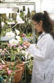 stock_photo:labs:biotech:activities:culture_unit:greenhouse:greenhouse7_l.jpg