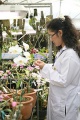 stock_photo:labs:biotech:activities:culture_unit:greenhouse:greenhouse7_s.jpg