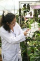 stock_photo:labs:biotech:activities:culture_unit:greenhouse:greenhouse8_l.jpg