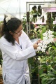 stock_photo:labs:biotech:activities:culture_unit:greenhouse:greenhouse8_s.jpg