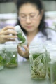 stock_photo:labs:biotech:activities:culture_unit:subculture:subculture11_s.jpg