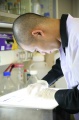 stock_photo:labs:biotech:activities:electrophoresis:electrophoresis1_l.jpg