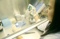 stock_photo:labs:envi_tox:activities:cell_culture:cell_culture1_l.jpg