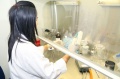stock_photo:labs:envi_tox:activities:cell_culture:cell_culture2_l.jpg