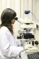 stock_photo:labs:envi_tox:activities:comet_assay:comet_assay7_l.jpg