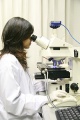 stock_photo:labs:envi_tox:activities:comet_assay:comet_assay7_s.jpg