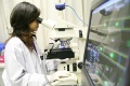 stock_photo:labs:envi_tox:activities:comet_assay:comet_assay8_s.jpg