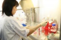 stock_photo:labs:immunology:activities:cell_culture:cell_culture1_l.jpg